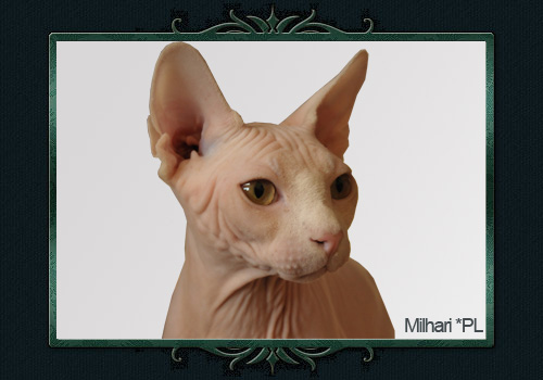 koty brytyjskie, sphinx