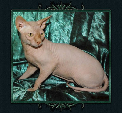 koty brytyjskie, sphinx