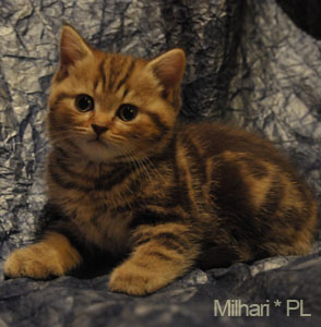 koty brytyjskie, sphinx
