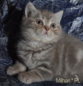 koty brytyjskie, sphinx