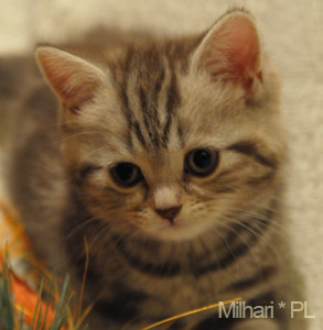 koty brytyjskie, sphinx