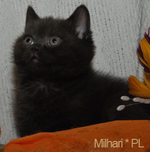 koty brytyjskie, sphinx