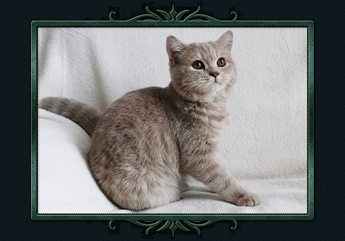 koty brytyjskie, sphinx