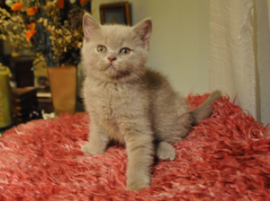 koty brytyjskie, sphinx
