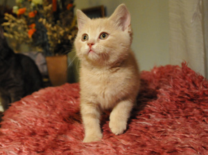 koty brytyjskie, sphinx