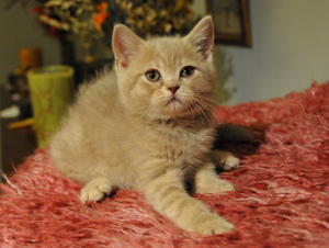 koty brytyjskie, sphinx