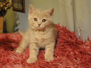 koty brytyjskie, sphinx