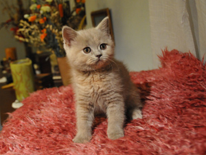 koty brytyjskie, sphinx
