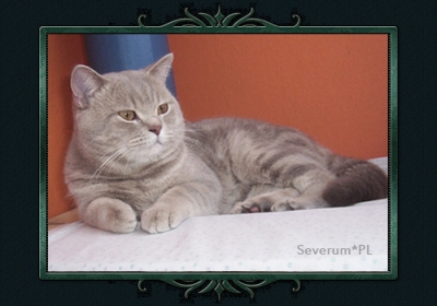 koty brytyjskie, sphinx