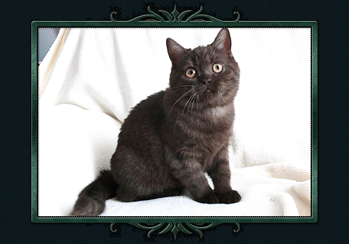 koty brytyjskie, sphinx