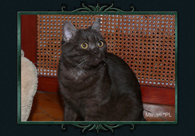 koty brytyjskie, sphinx