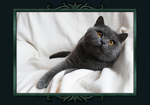 koty brytyjskie, sphinx