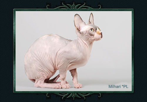 koty brytyjskie, sphinx
