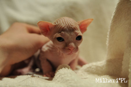 koty brytyjskie, sphinx