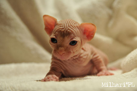 koty brytyjskie, sphinx