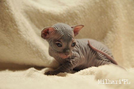 koty brytyjskie, sphinx