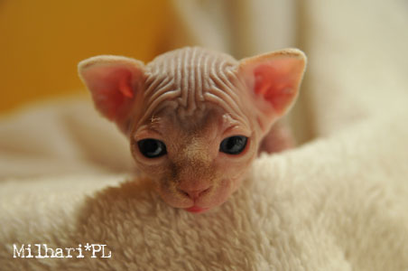 koty brytyjskie, sphinx