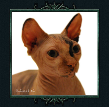 koty brytyjskie, sphinx