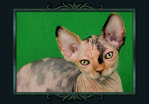 koty brytyjskie, sphinx