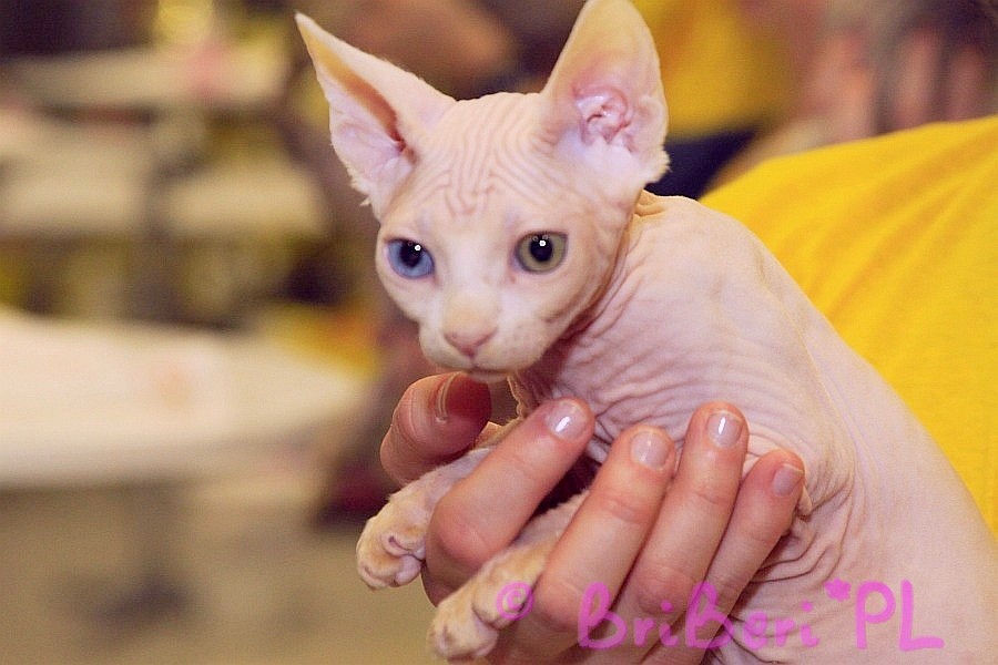 koty brytyjskie, sphinx