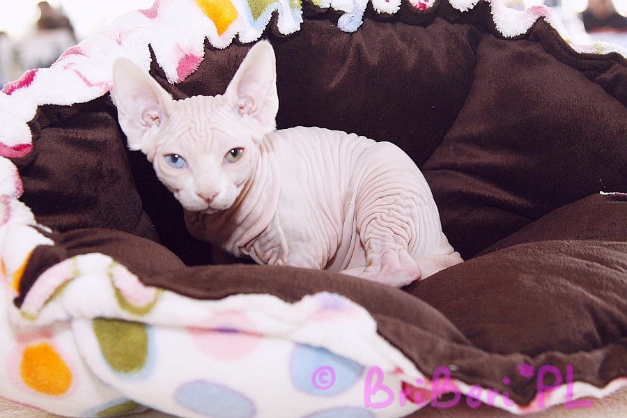 koty brytyjskie, sphinx