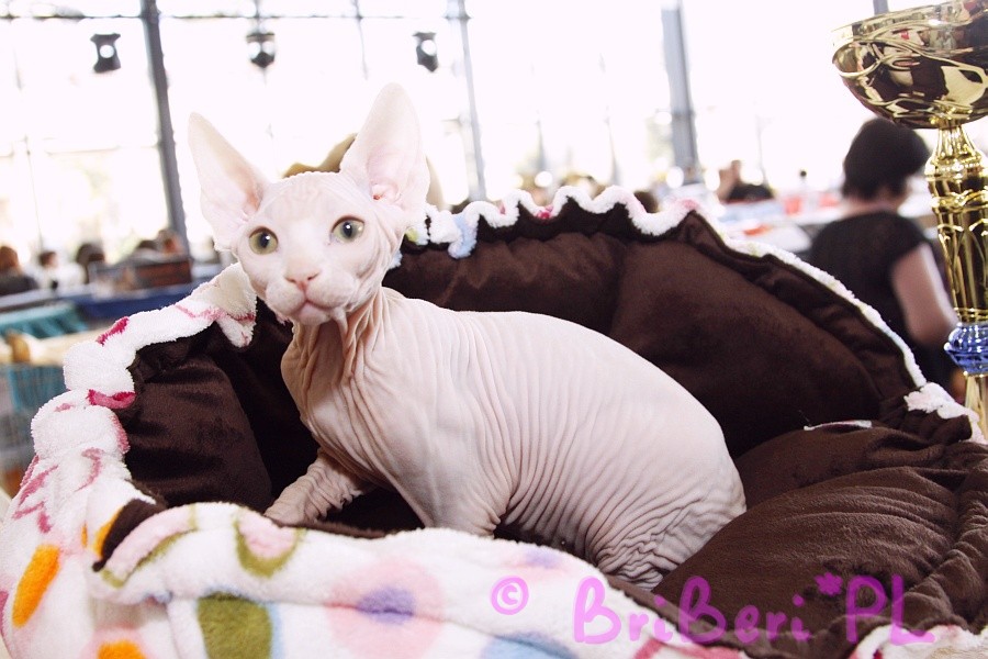 koty brytyjskie, sphinx