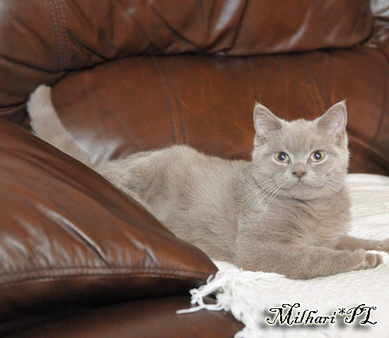 koty brytyjskie, sphinx