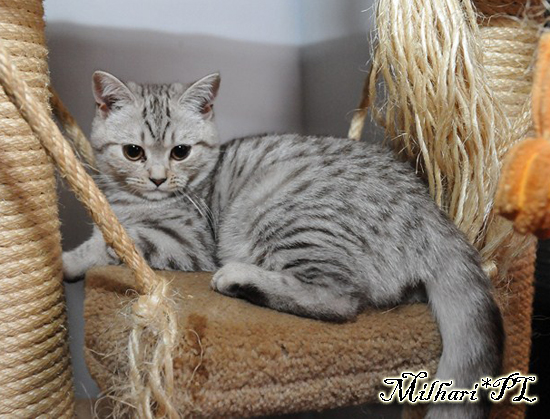 koty brytyjskie, sphinx