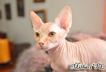 koty brytyjskie, sphinx