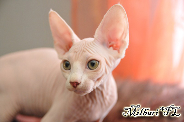koty brytyjskie, sphinx