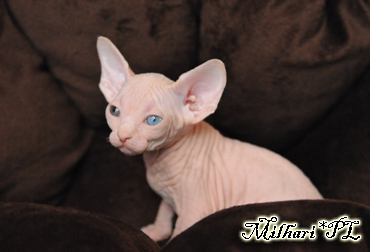 koty brytyjskie, sphinx