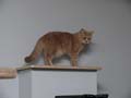 koty brytyjskie, sphinx