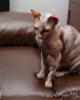 koty brytyjskie, sphinx