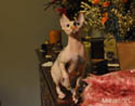 koty brytyjskie, sphinx