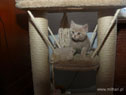 koty brytyjskie, sphinx
