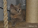 koty brytyjskie, sphinx