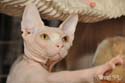 koty brytyjskie, sphinx