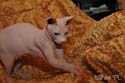 koty brytyjskie, sphinx