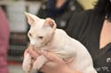 koty brytyjskie, sphinx