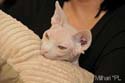 koty brytyjskie, sphinx