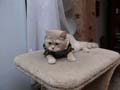 koty brytyjskie, sphinx