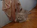 koty brytyjskie, sphinx