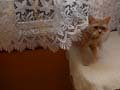 koty brytyjskie, sphinx
