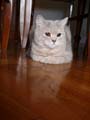 koty brytyjskie, sphinx