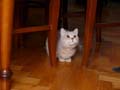 koty brytyjskie, sphinx