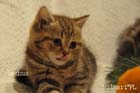 koty brytyjskie, sphinx