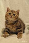 koty brytyjskie, sphinx