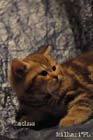koty brytyjskie, sphinx