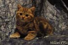 koty brytyjskie, sphinx