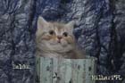 koty brytyjskie, sphinx